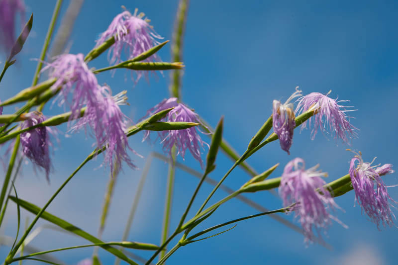 中国河北省张家口沽源县天鹅湖景区湿地花海图片
