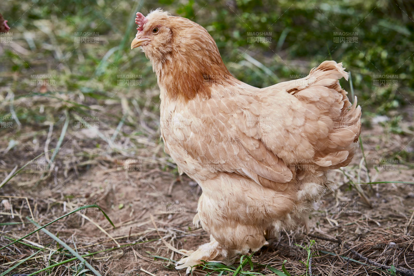 散养状态下散步在草地上的健康北京油鸡图片