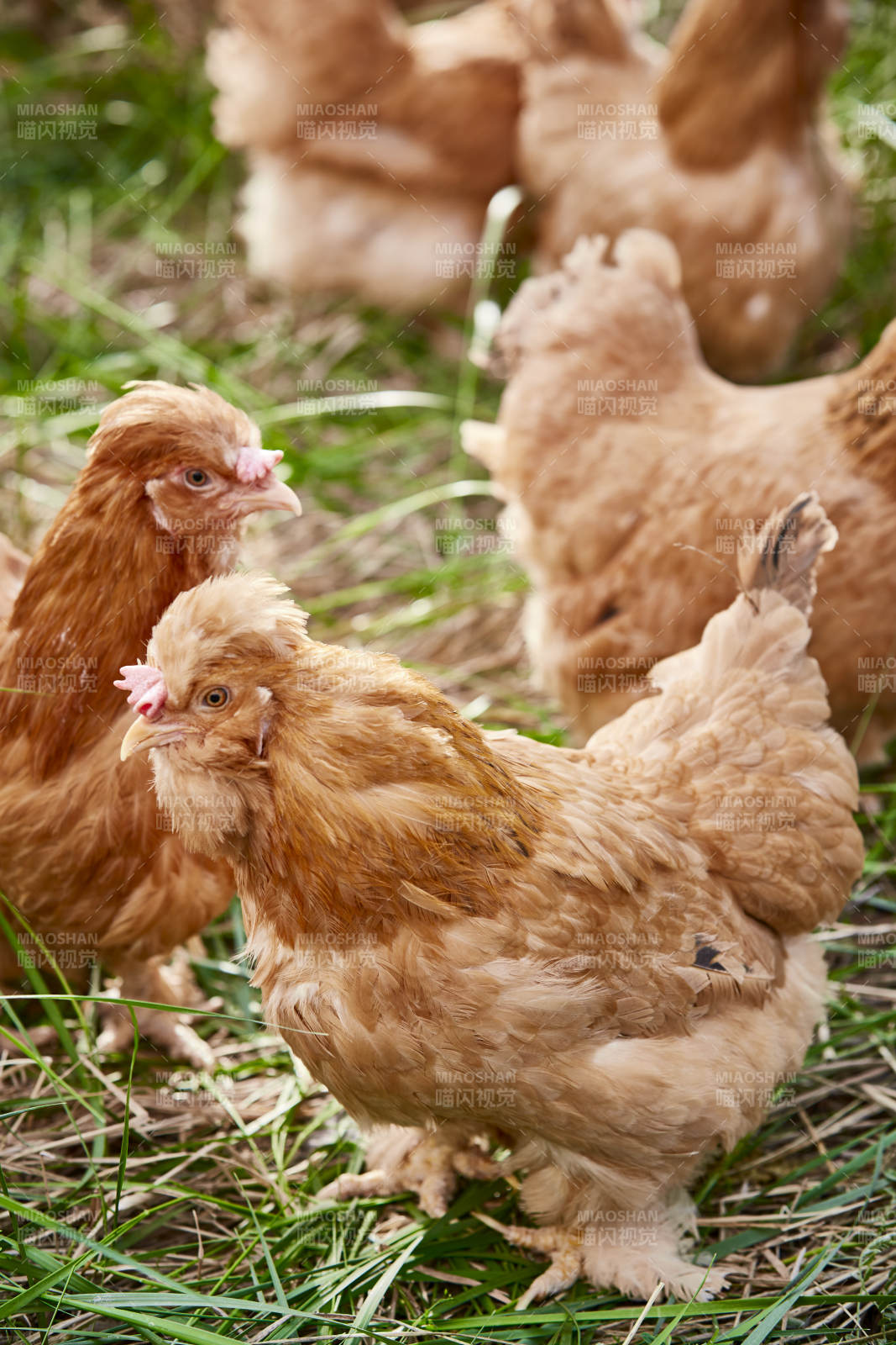 散养状态下散步在草地上的健康北京油鸡图片