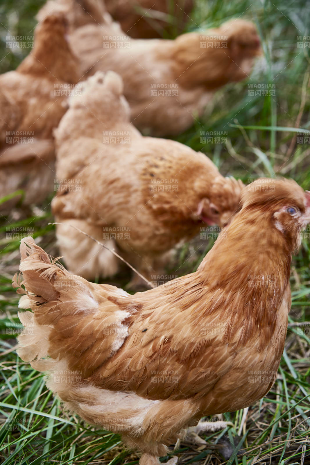 散养状态下散步在草地上的健康北京油鸡图片