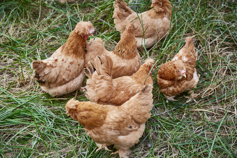 散养状态下散步在草地上的健康北京油鸡图片