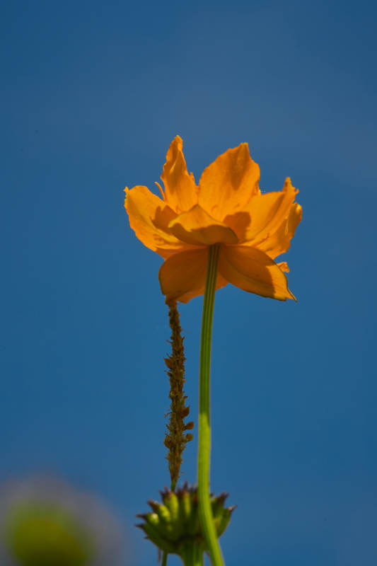 中国河北省张家口沽源县天鹅湖景区湿地金莲花图片