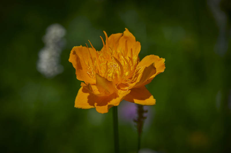 中国河北省张家口沽源县天鹅湖景区湿地金莲花图片