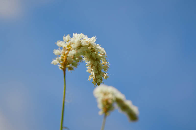 中国河北省张家口沽源县天鹅湖景区湿地花海图片