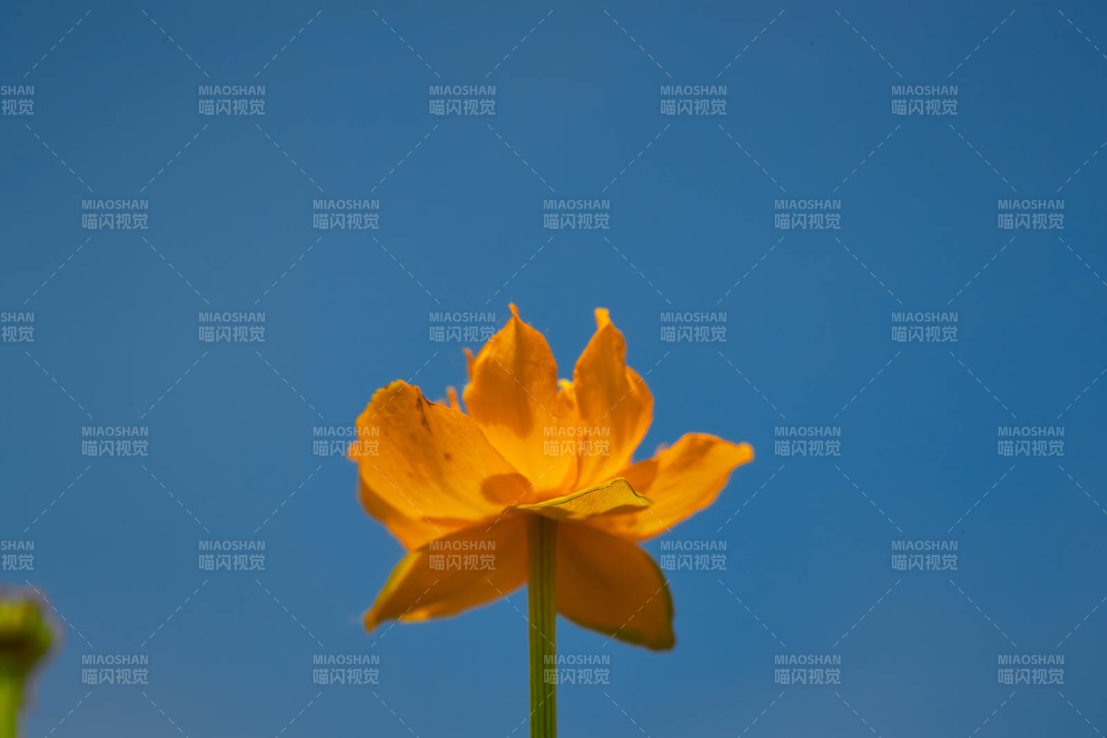 中国河北省张家口沽源县天鹅湖景区湿地金莲花图片