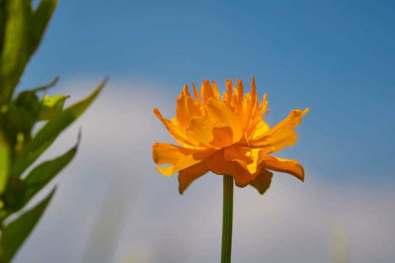 中国河北省张家口沽源县天鹅湖景区湿地金莲花图片