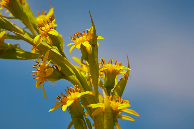 中国河北省张家口沽源县天鹅湖景区湿地花海图片