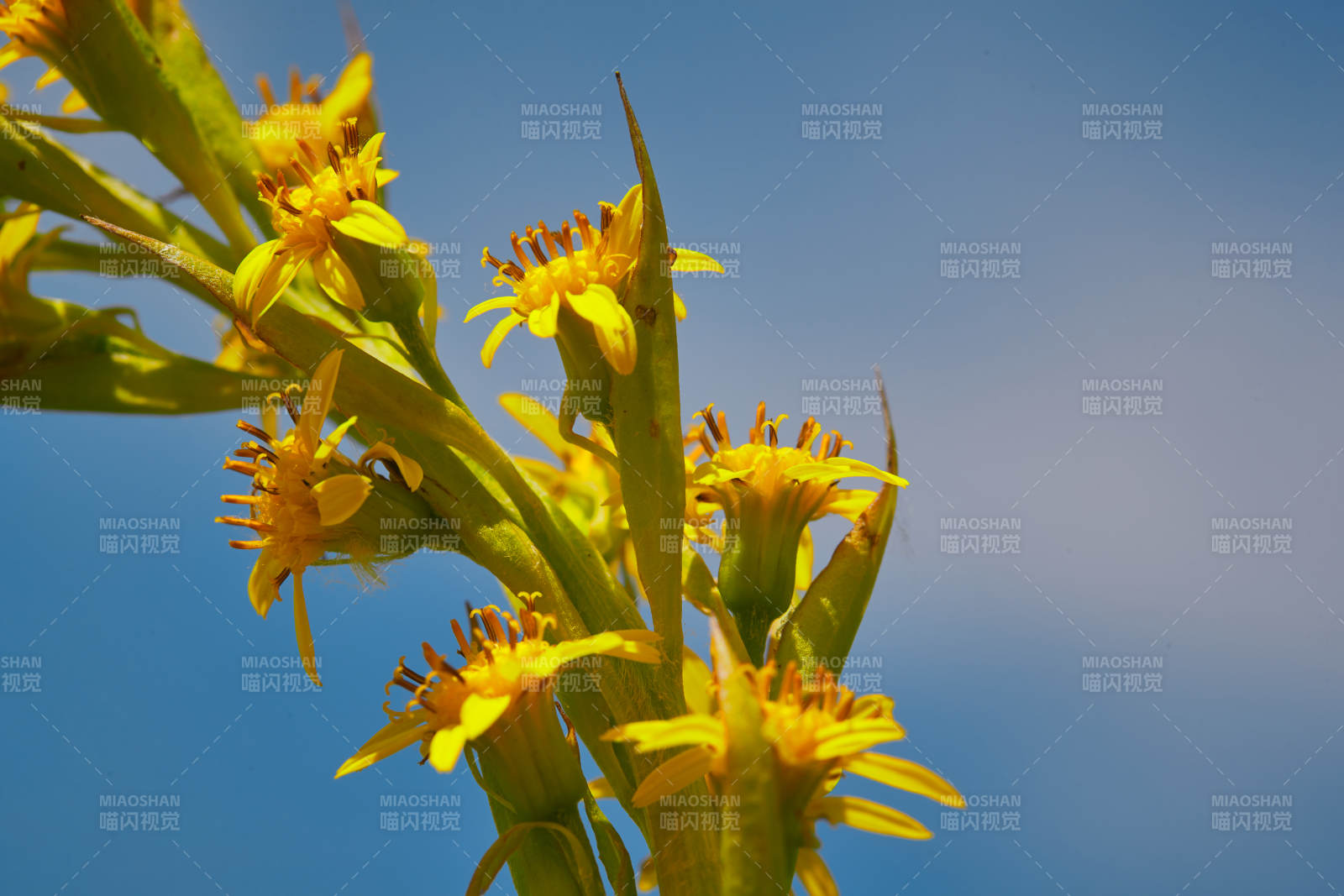 中国河北省张家口沽源县天鹅湖景区湿地花海图片