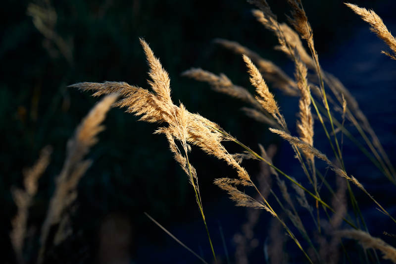 夕阳下随风飘动的枯黄芦苇草图片