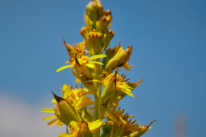 中国河北省张家口沽源县天鹅湖景区湿地花海图片
