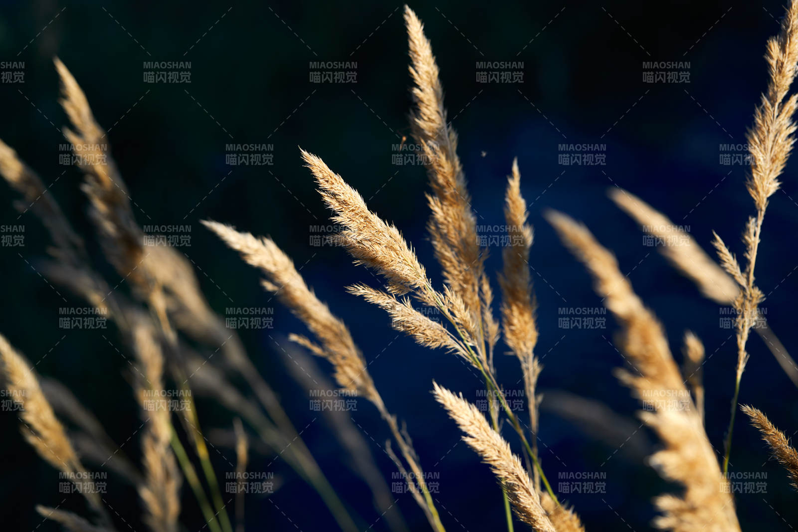 夕阳下随风飘动的枯黄芦苇草图片