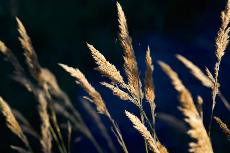 夕阳下随风飘动的枯黄芦苇草图片