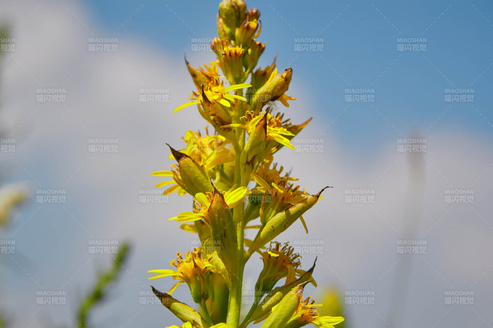 中国河北省张家口沽源县天鹅湖景区湿地花海图片