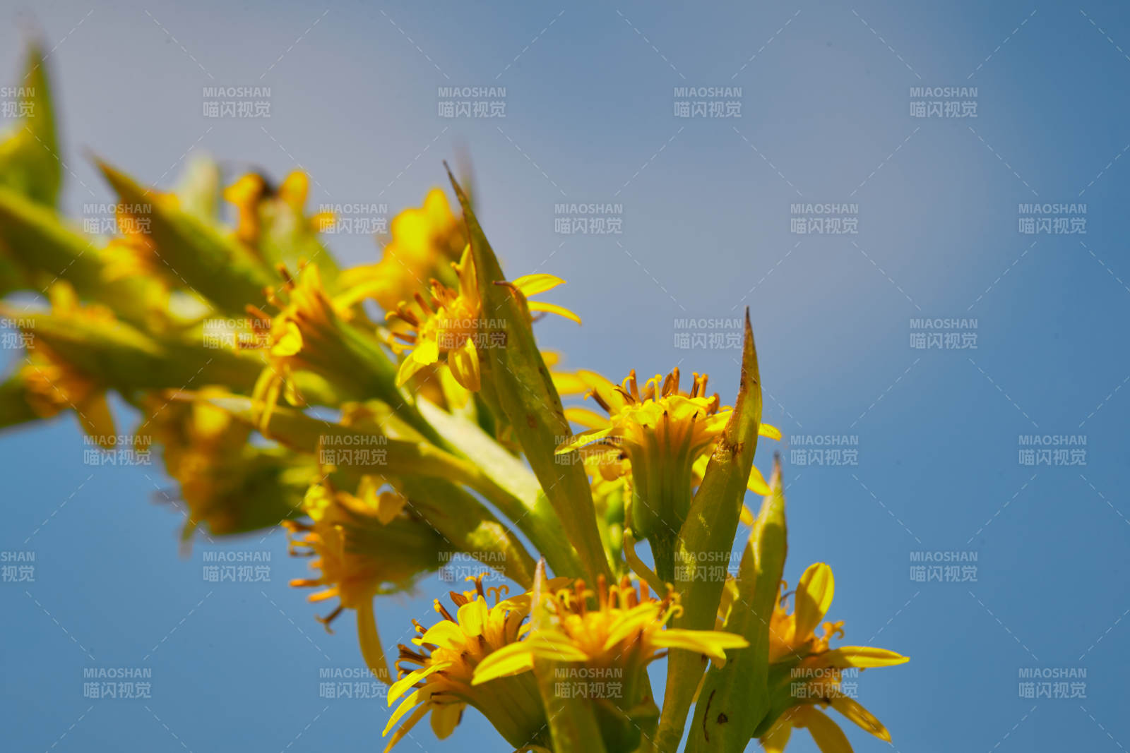 中国河北省张家口沽源县天鹅湖景区湿地花海图片