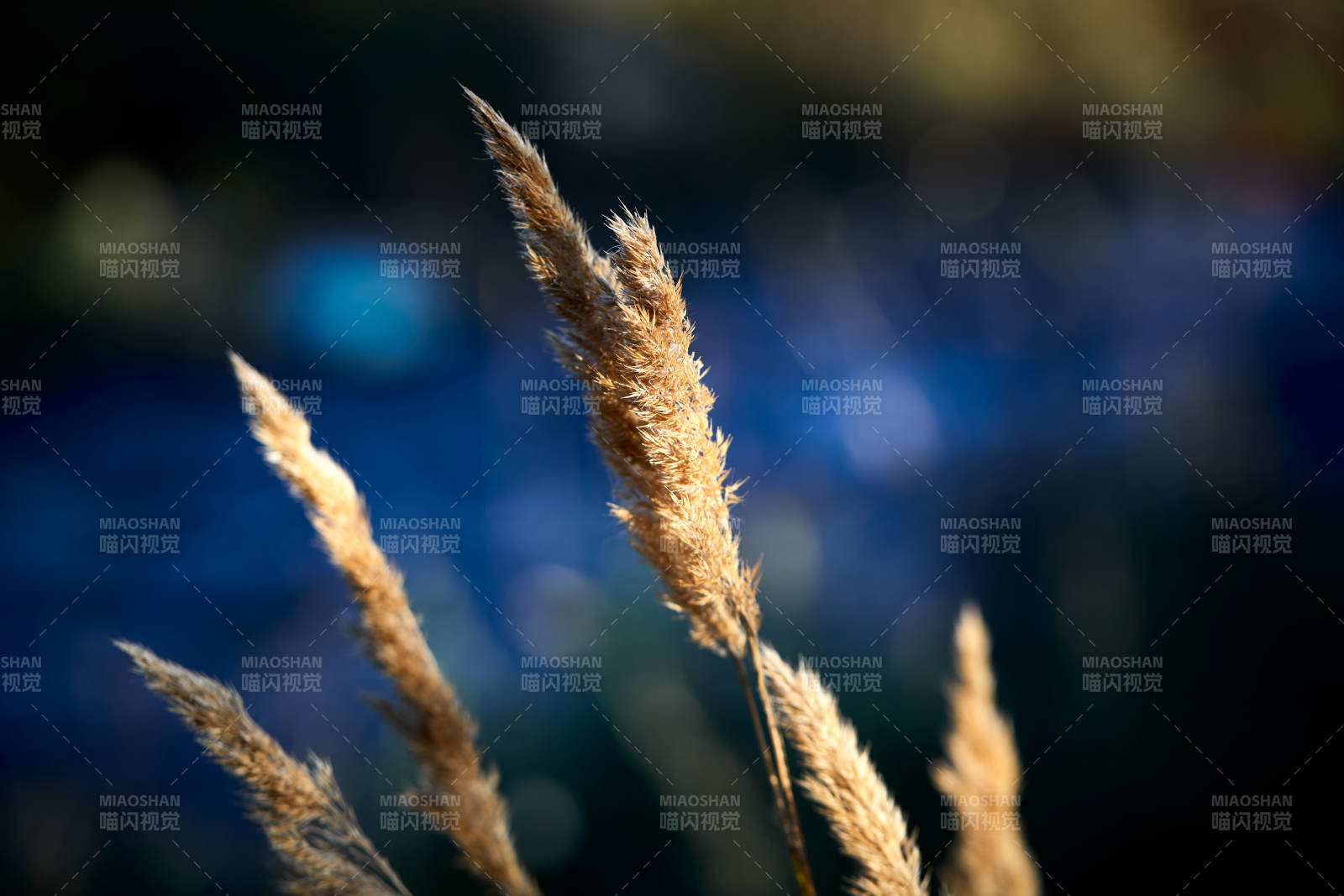夕阳下随风飘动的枯黄芦苇草图片