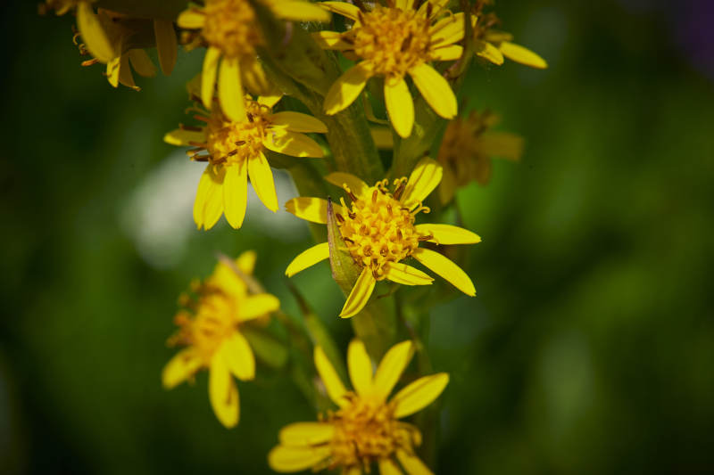 中国河北省张家口沽源县天鹅湖景区湿地花海图片