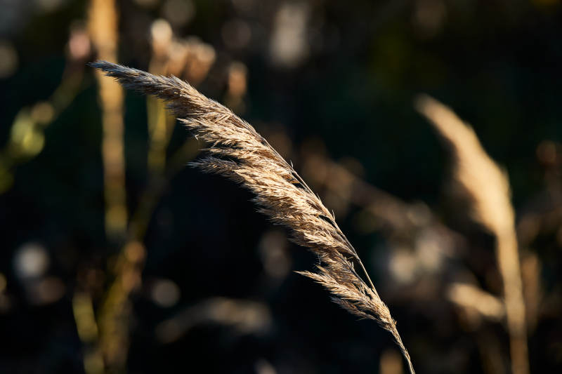 夕阳下随风飘动的枯黄芦苇草图片
