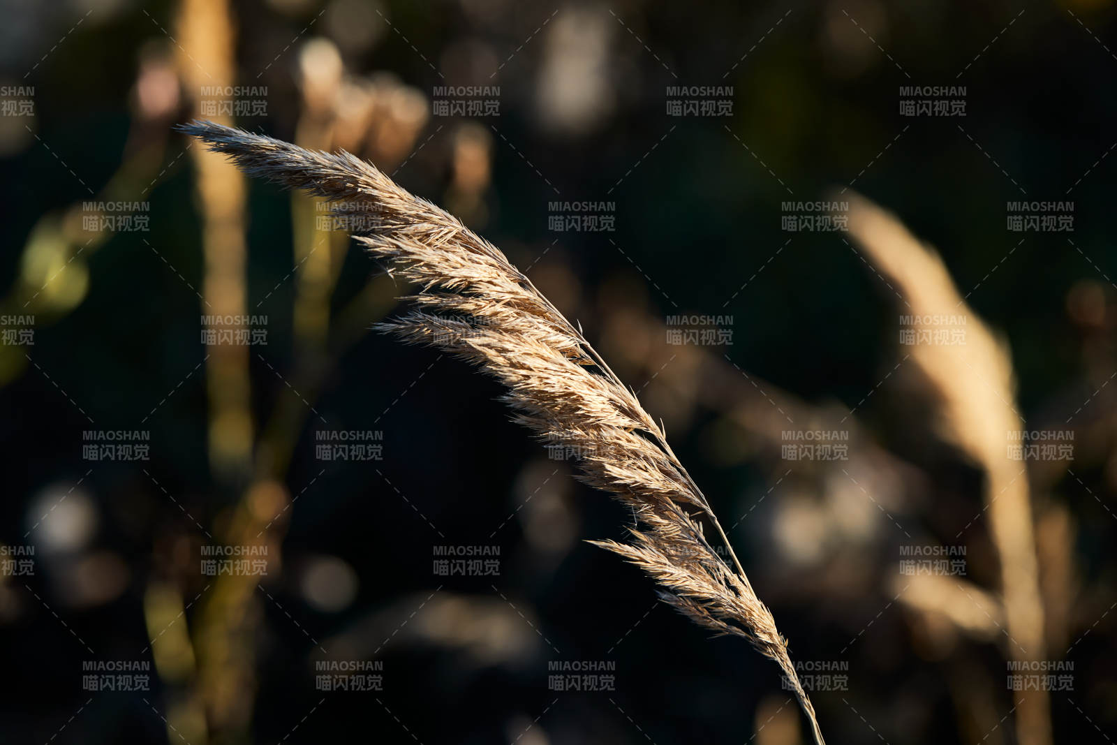 夕阳下随风飘动的枯黄芦苇草图片