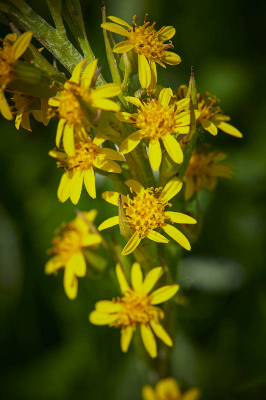 中国河北省张家口沽源县天鹅湖景区湿地花海图片