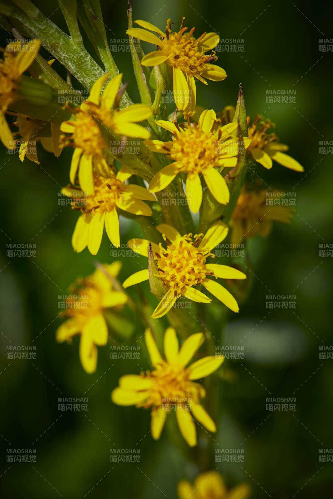 中国河北省张家口沽源县天鹅湖景区湿地花海图片