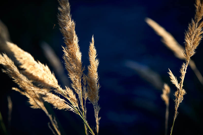 夕阳下随风飘动的枯黄芦苇草图片