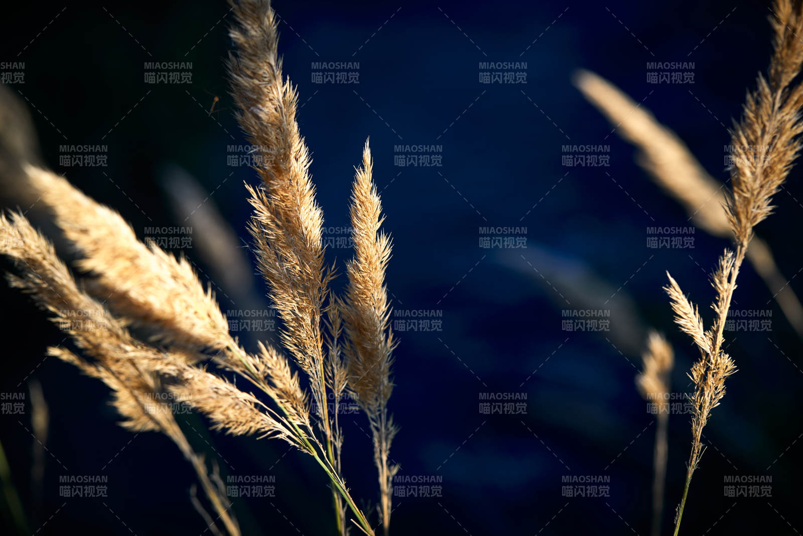 夕阳下随风飘动的枯黄芦苇草图片