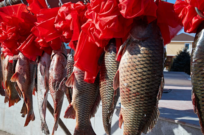 冬捕湖鱼挂在广场上图片