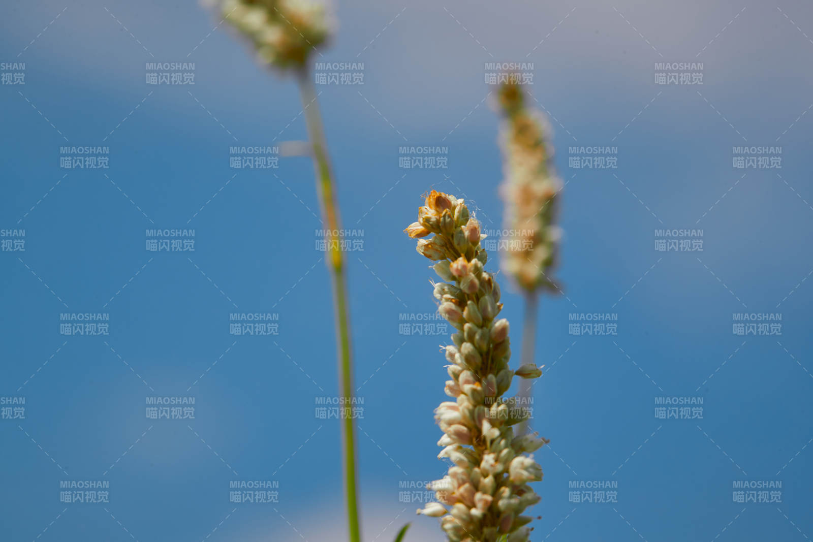中国河北省张家口沽源县天鹅湖景区湿地花海图片