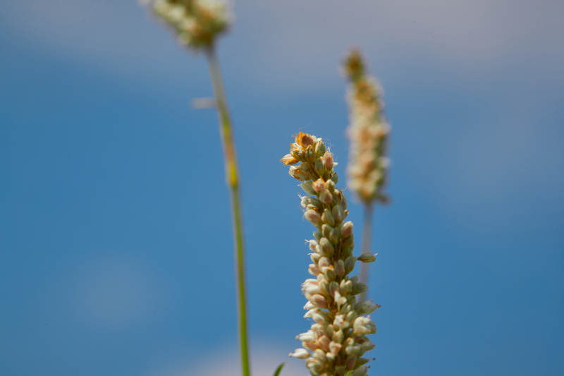 中国河北省张家口沽源县天鹅湖景区湿地花海图片