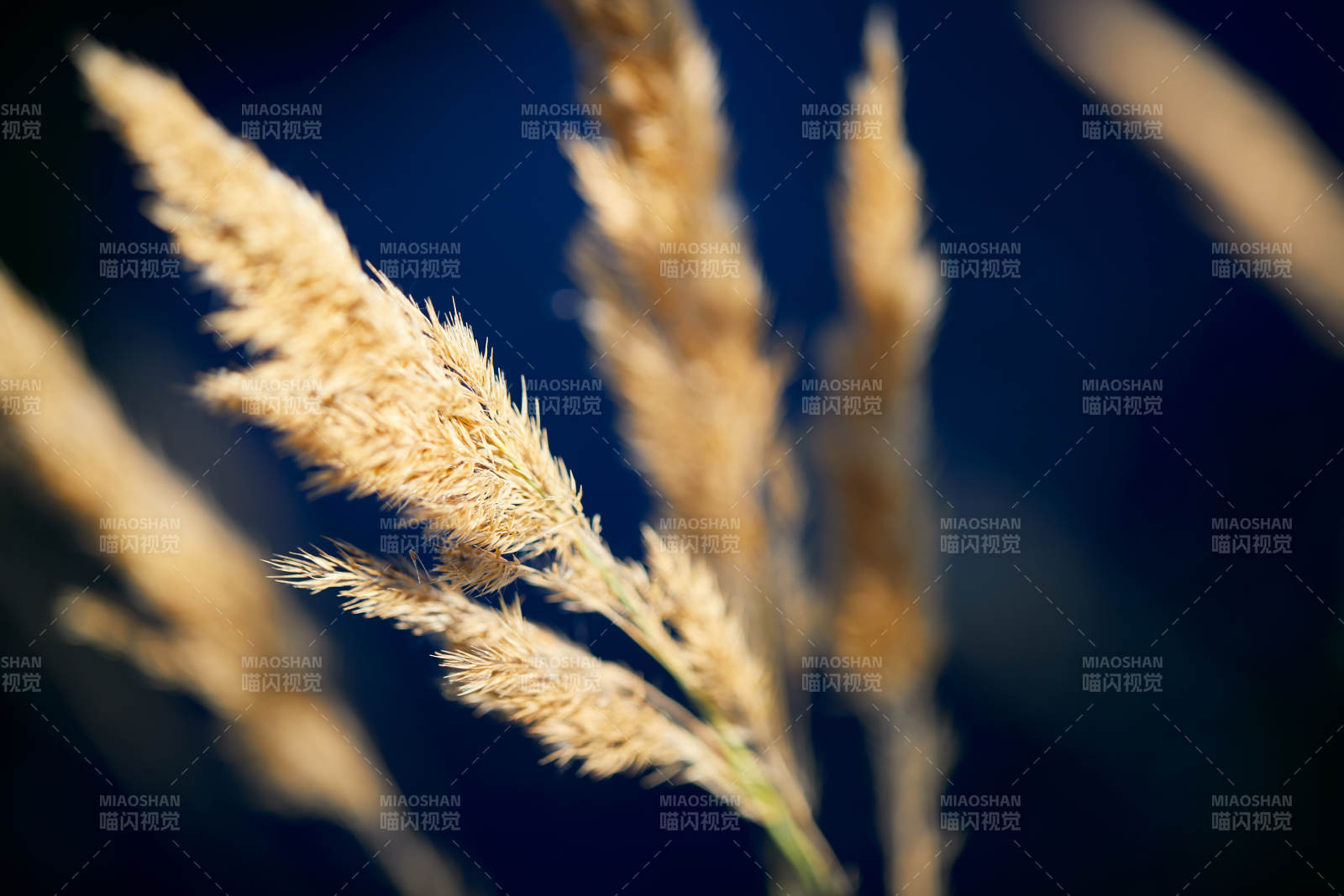 夕阳下随风飘动的枯黄芦苇草图片