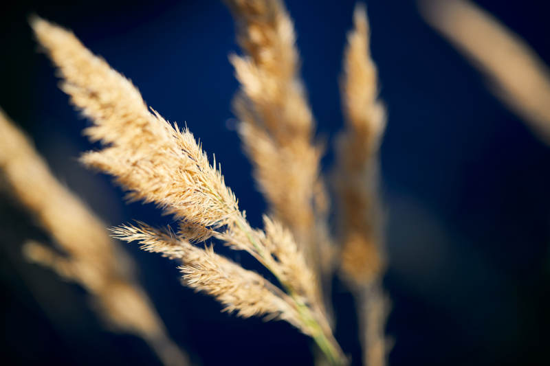 夕阳下随风飘动的枯黄芦苇草图片