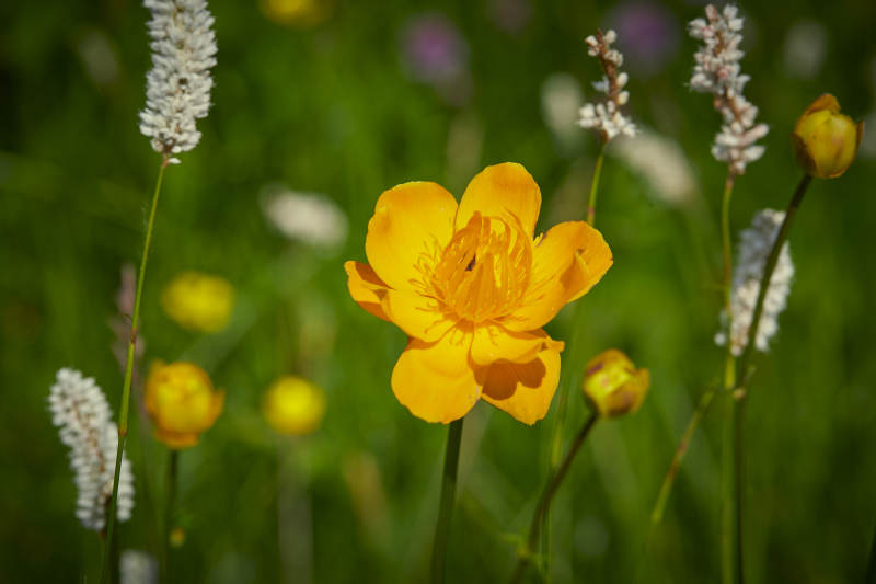 中国河北省张家口沽源县天鹅湖景区湿地金莲花图片