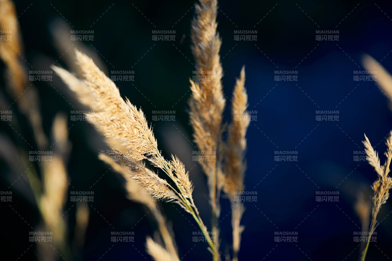 夕阳下随风飘动的枯黄芦苇草图片