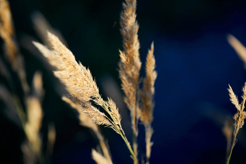 夕阳下随风飘动的枯黄芦苇草图片