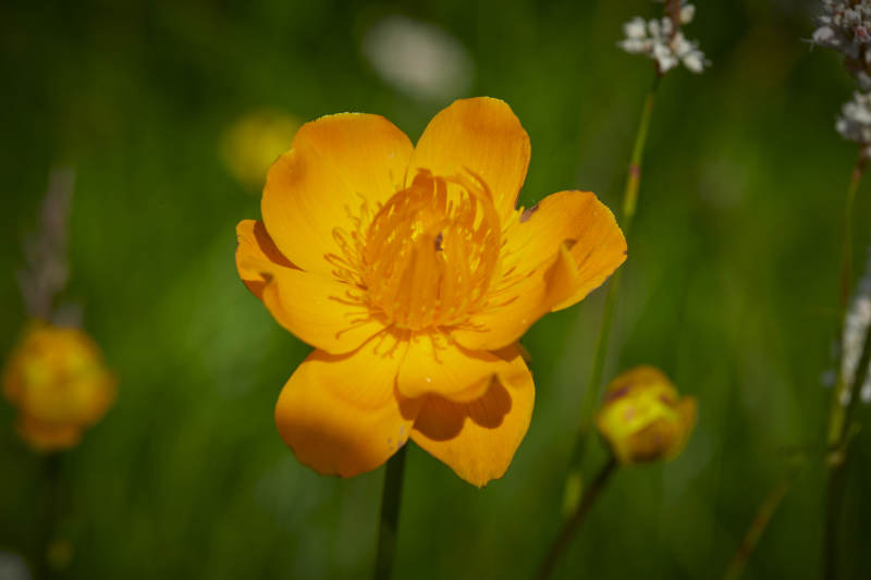 中国河北省张家口沽源县天鹅湖景区湿地金莲花图片