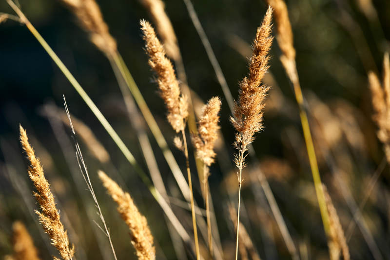 夕阳下随风飘动的枯黄芦苇草图片