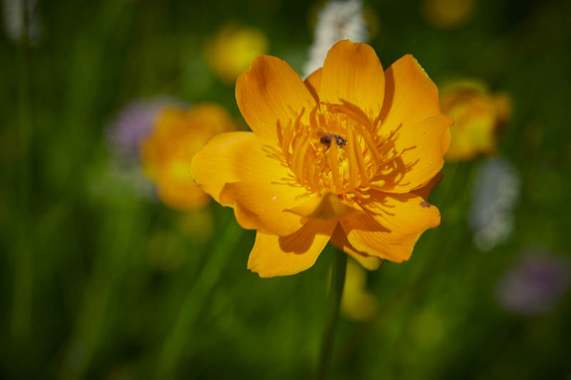 中国河北省张家口沽源县天鹅湖景区湿地金莲花图片