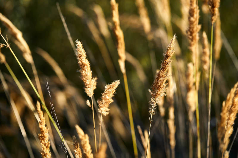 夕阳下随风飘动的枯黄芦苇草图片