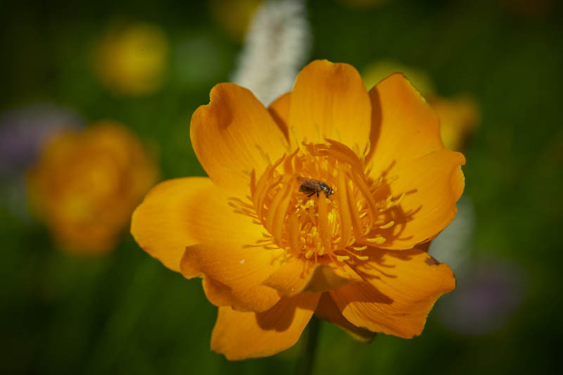 中国河北省张家口沽源县天鹅湖景区湿地金莲花图片