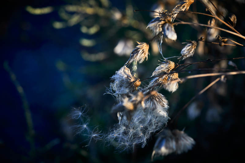 秋天河边枯萎的羊胡子草图片