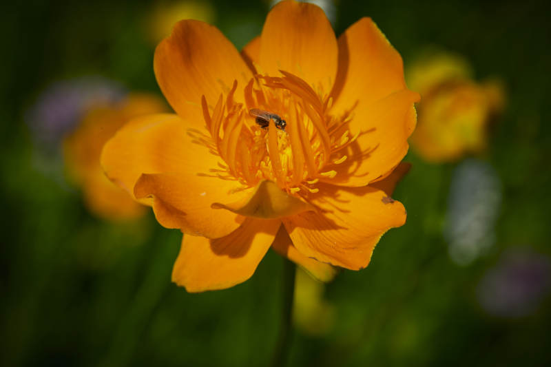 中国河北省张家口沽源县天鹅湖景区湿地金莲花图片