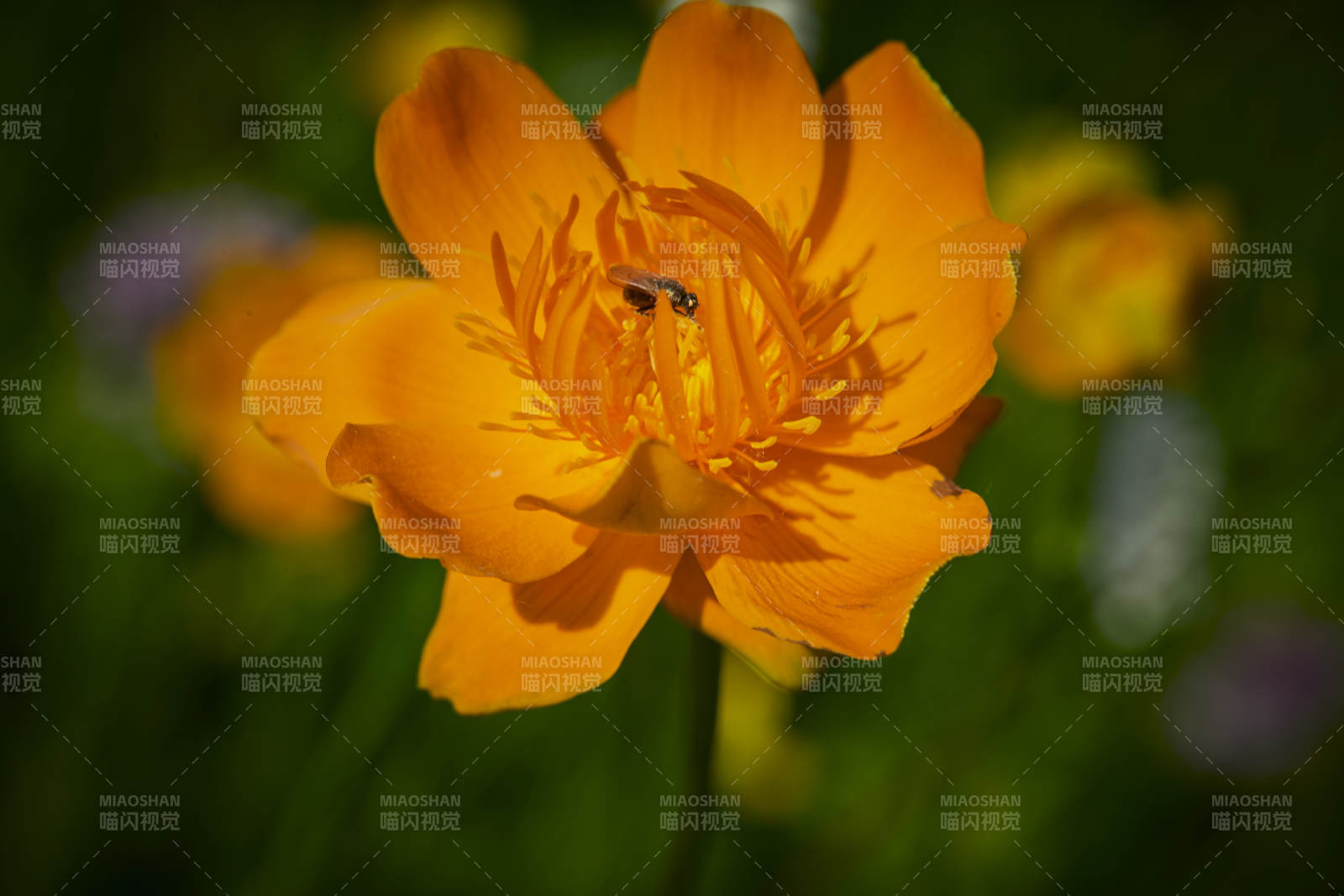 中国河北省张家口沽源县天鹅湖景区湿地金莲花图片