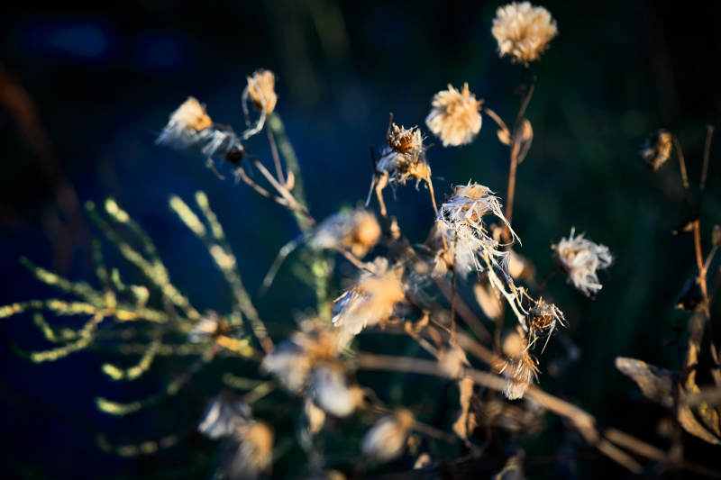 秋天河边枯萎的羊胡子草图片