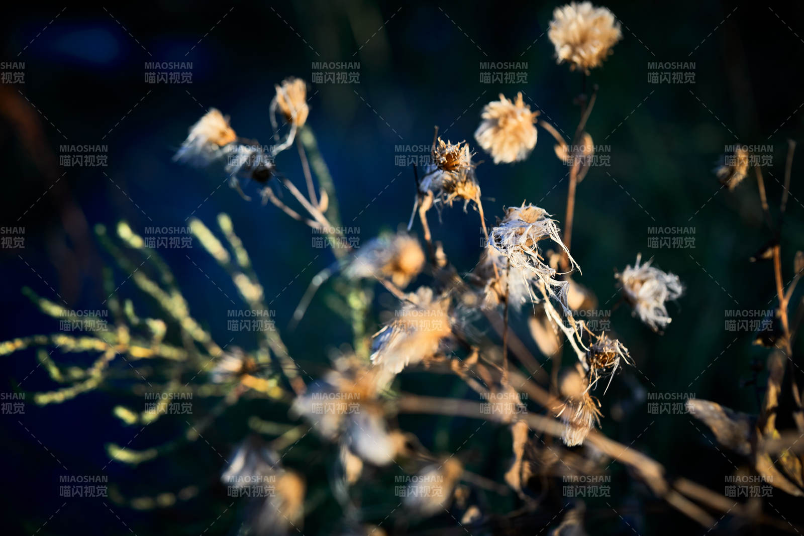 秋天河边枯萎的羊胡子草图片