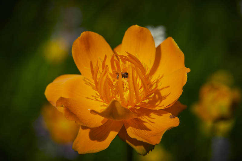 中国河北省张家口沽源县天鹅湖景区湿地金莲花图片