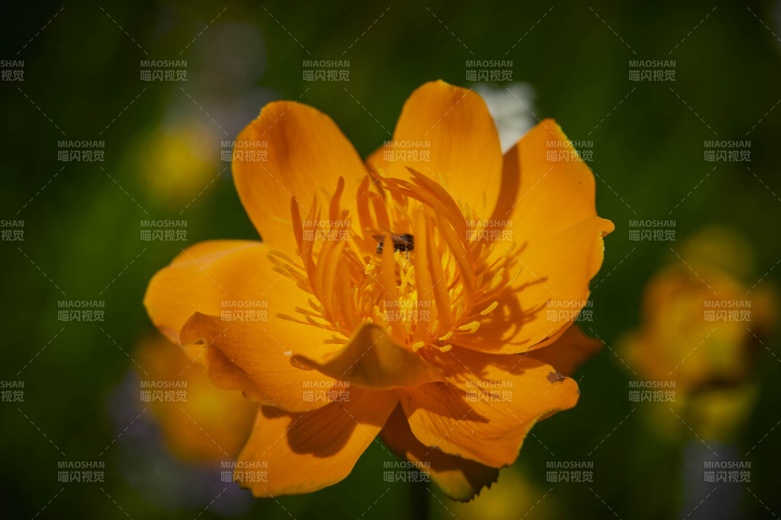 中国河北省张家口沽源县天鹅湖景区湿地金莲花图片