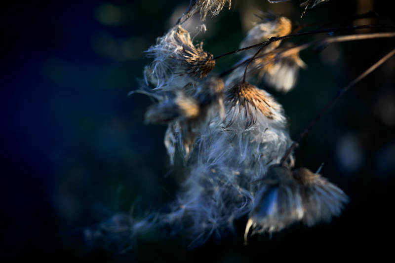 秋天河边枯萎的羊胡子草图片