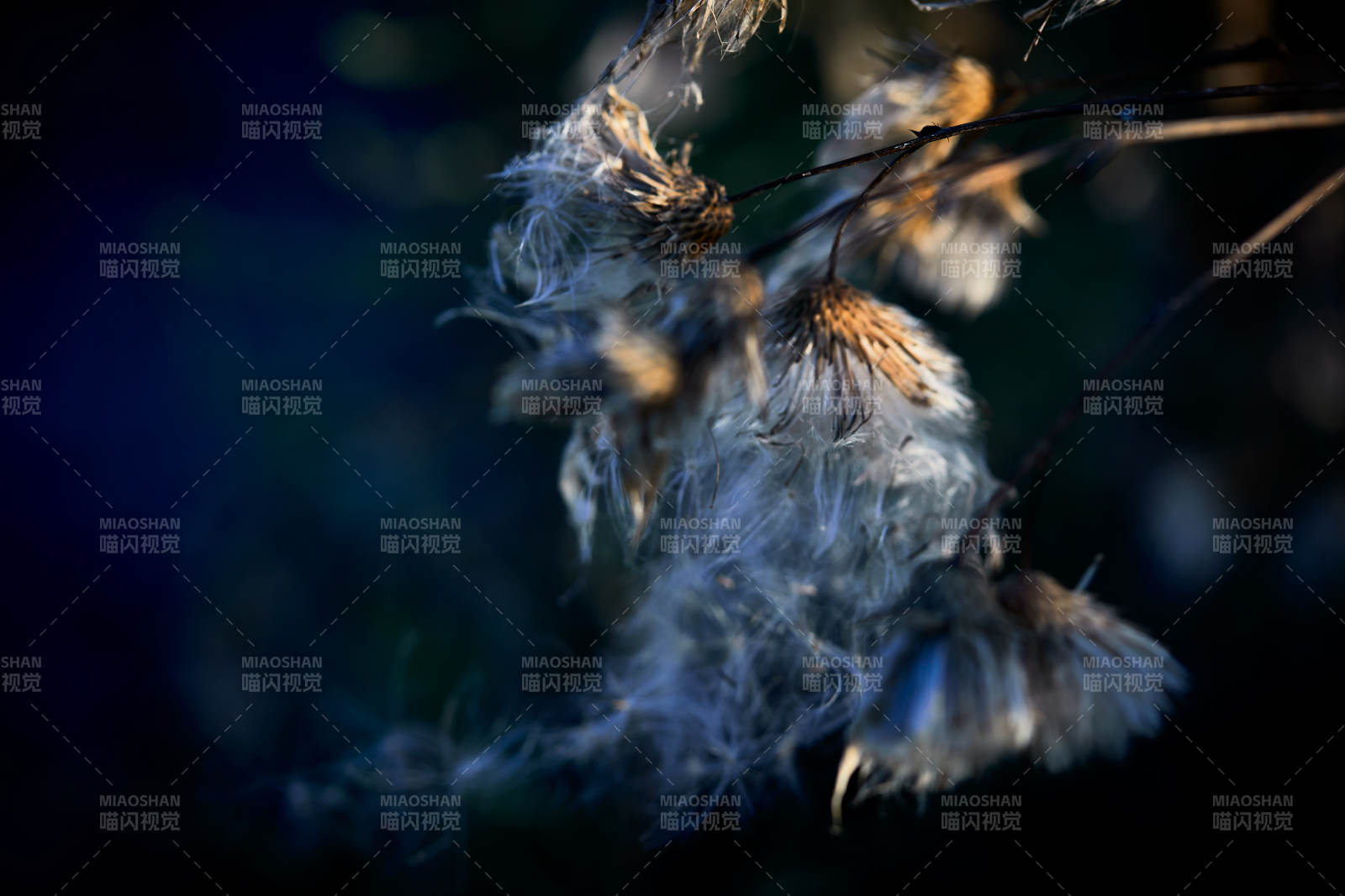 秋天河边枯萎的羊胡子草图片