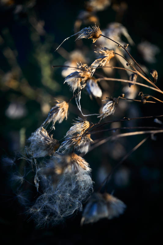 秋天河边枯萎的羊胡子草图片