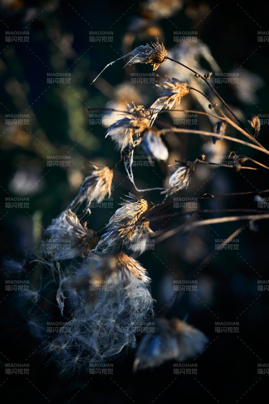 秋天河边枯萎的羊胡子草图片